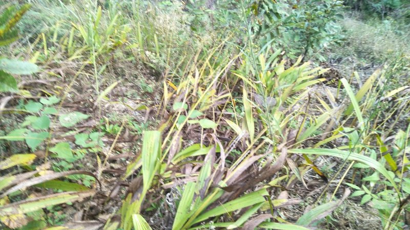 白及纯野生三叉白芨果夹