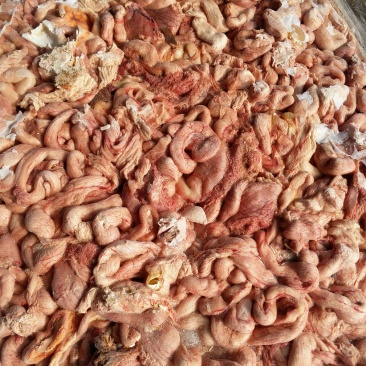 鱼饲料
