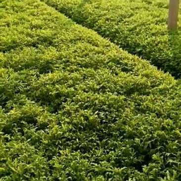 精品芦蒿
