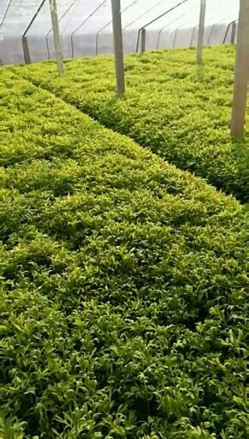 精品芦蒿