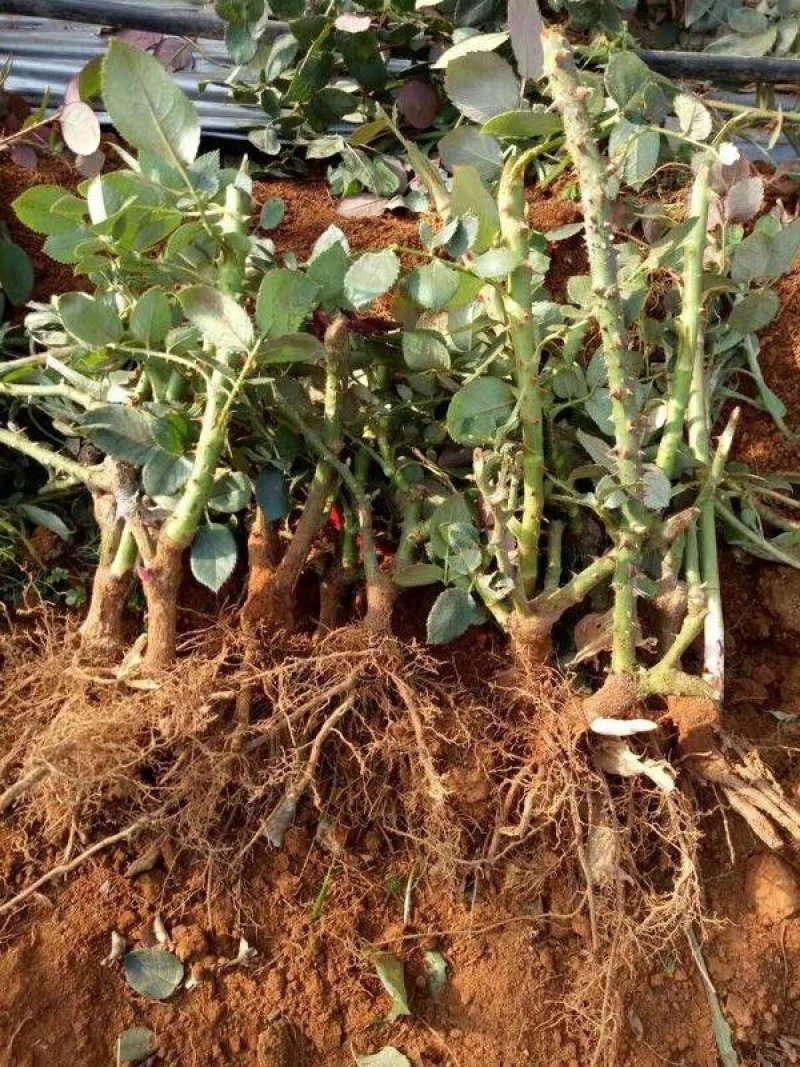 基地直销大花月季苗1年半至2年大苗现挖现发