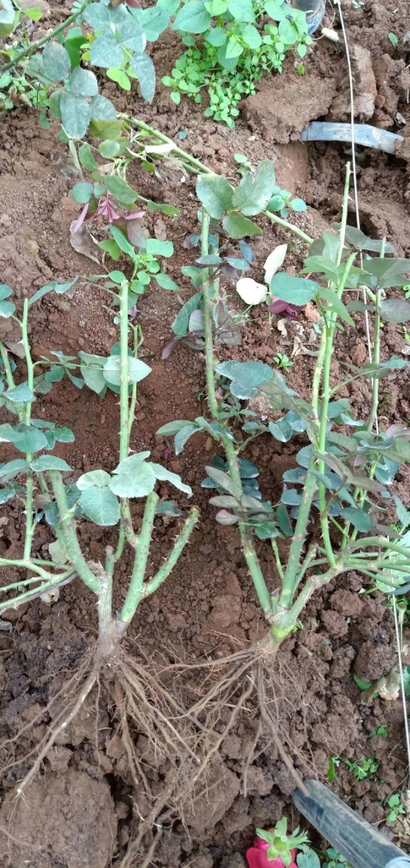 基地直销大花月季苗1年半至2年大苗现挖现发