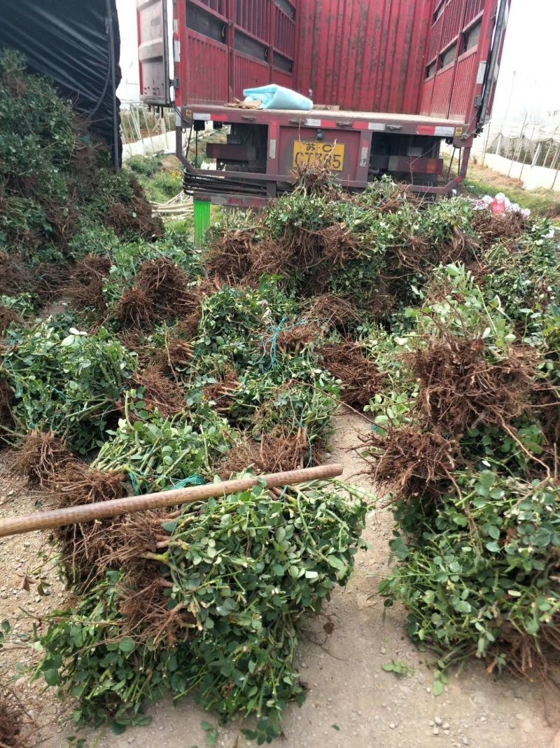 基地直销大花月季苗1年半至2年大苗现挖现发