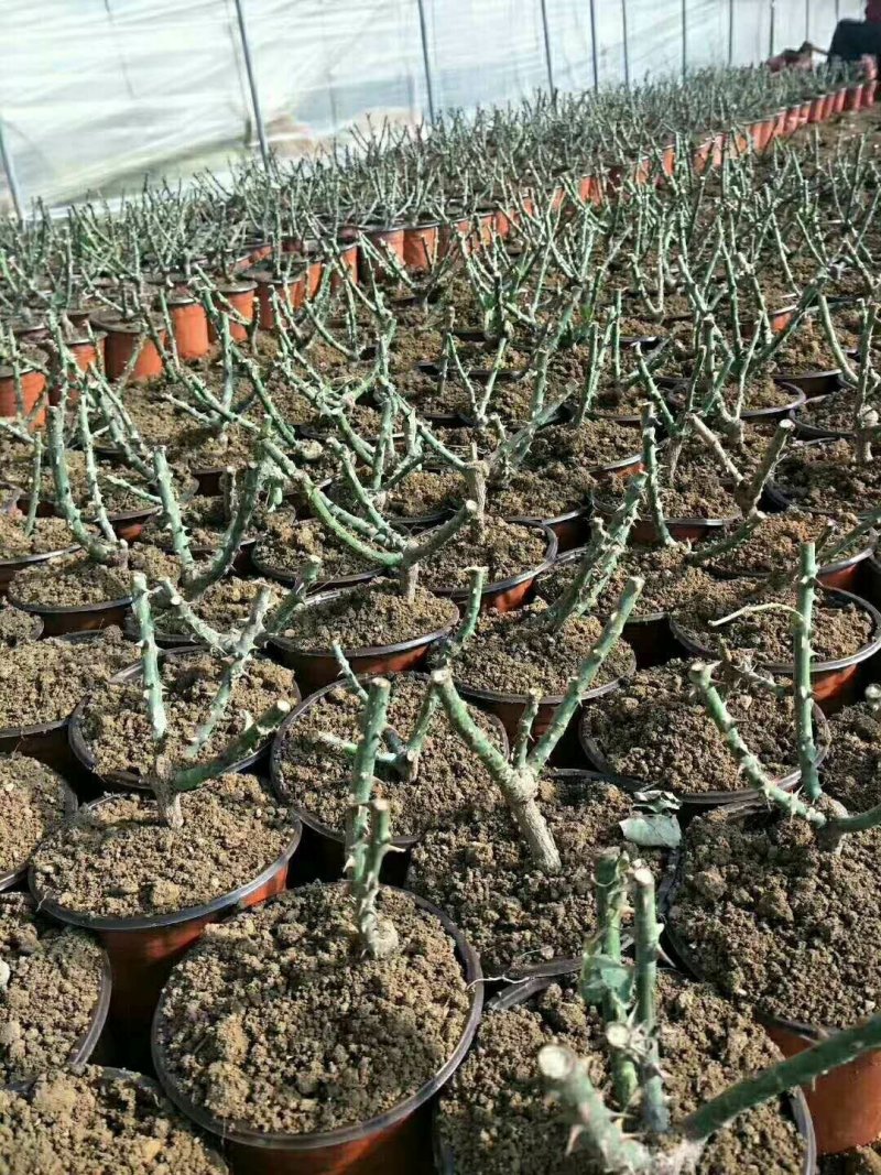 基地直销大花月季苗1年半至2年大苗现挖现发