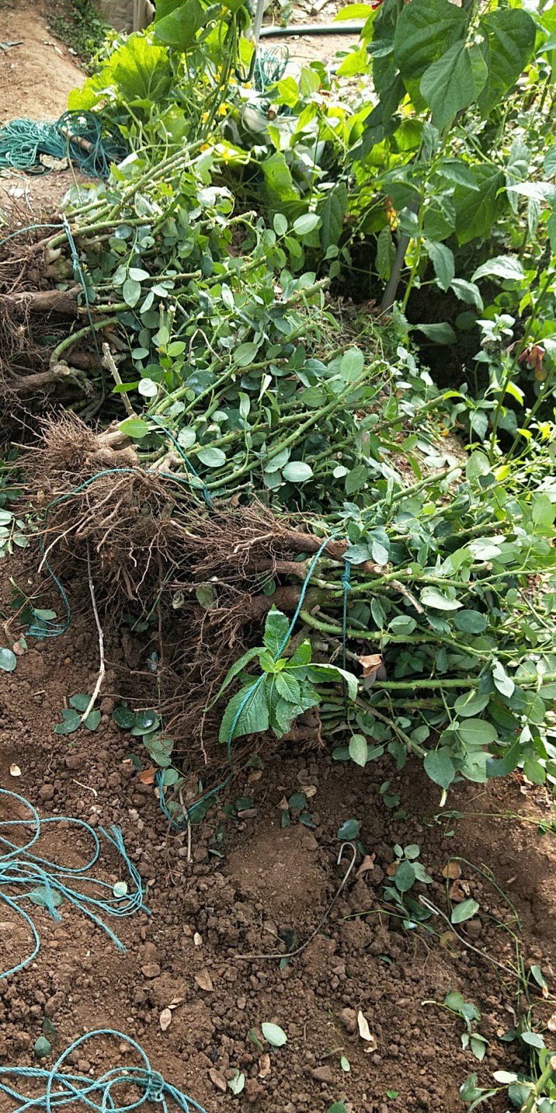 基地直销大花月季苗1年半至2年大苗现挖现发