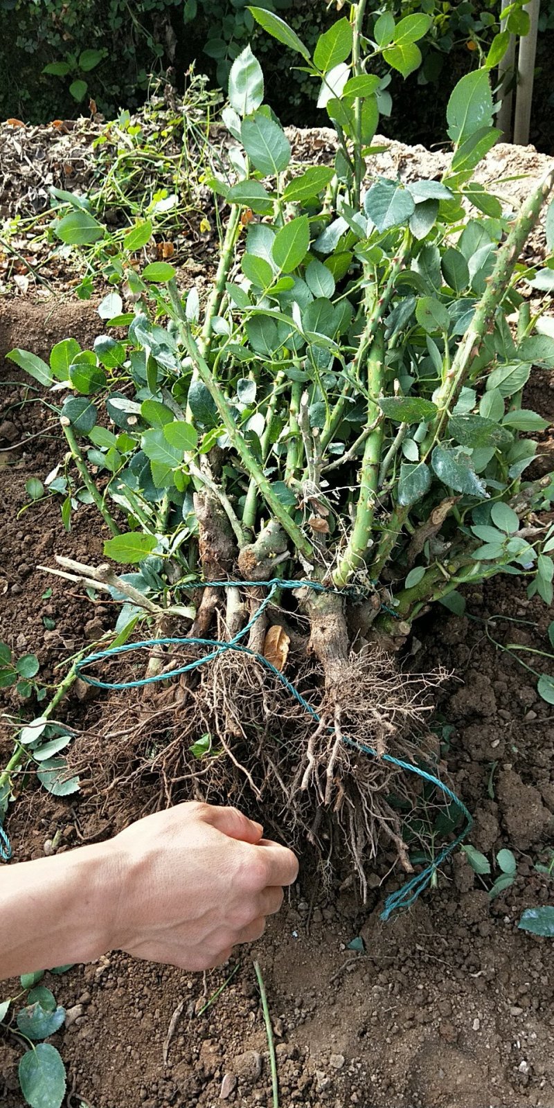 基地直销大花月季苗1年半至2年大苗现挖现发