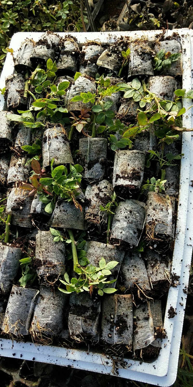 云南基地直销食用玫瑰扦插玫瑰苗技术指导