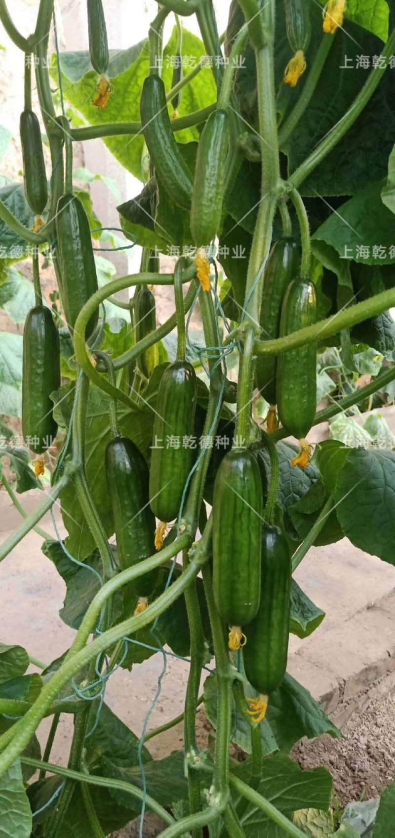 【包邮】乾德1217无刺水果黄瓜春秋越冬茬口栽培