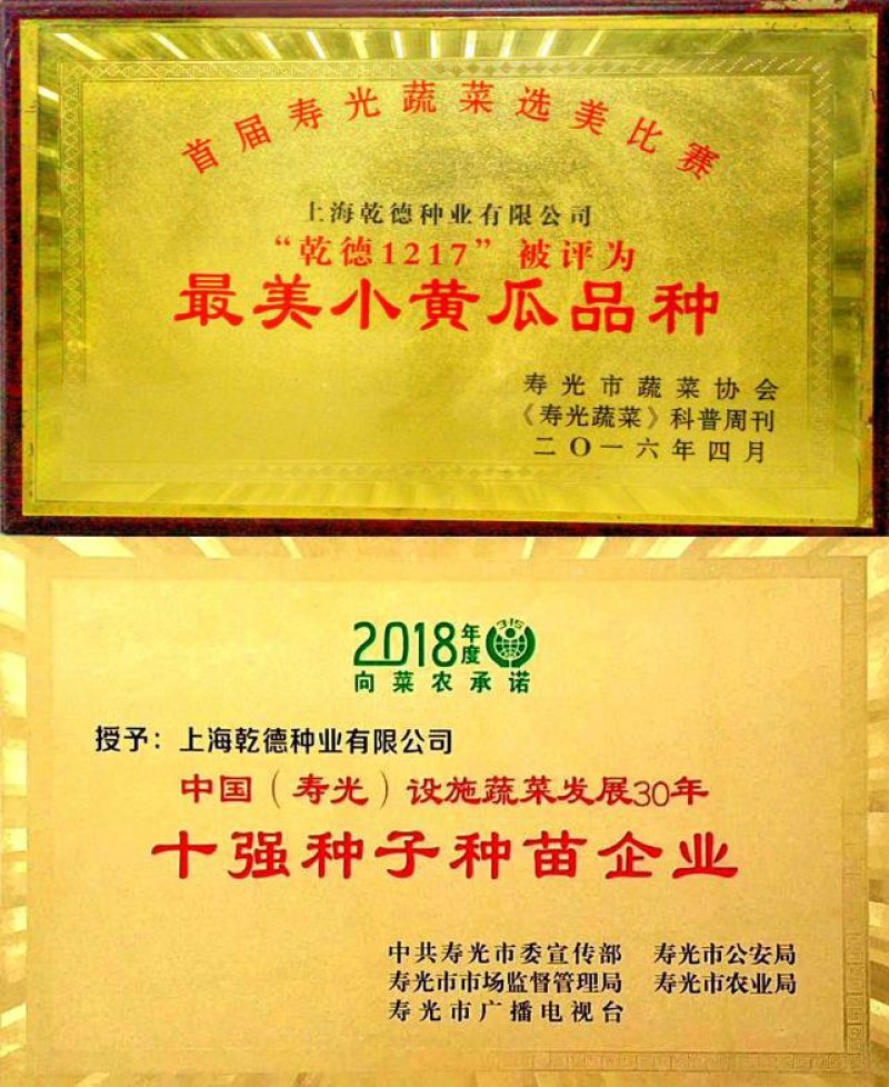 【包邮】乾德1217无刺水果黄瓜春秋越冬茬口栽培