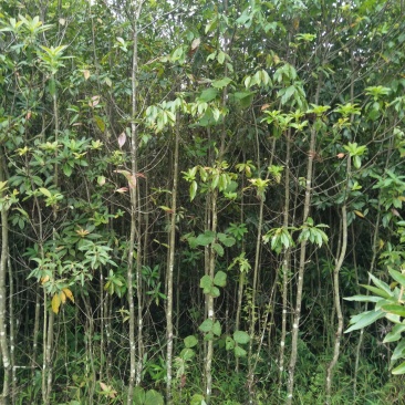 大量供应，米2，米3木荷