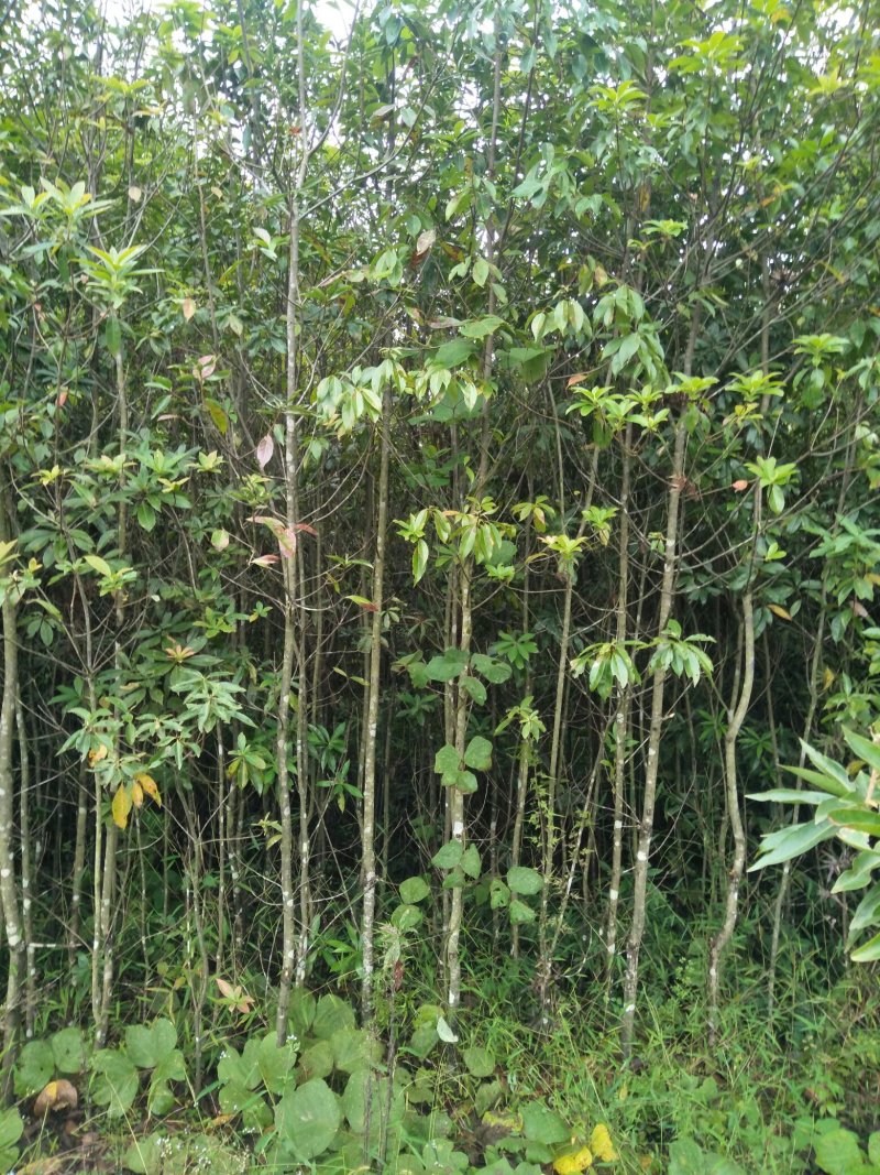 大量供应，米2，米3木荷
