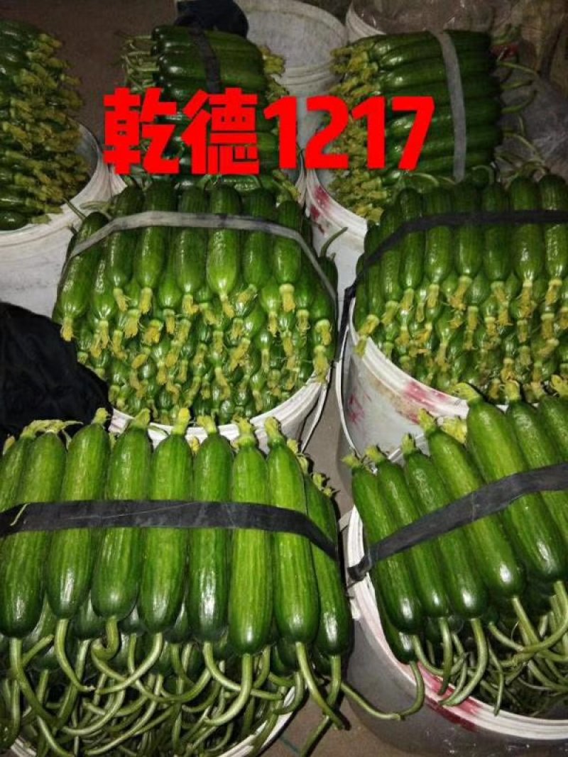 【包邮】乾德1217无刺水果黄瓜春秋越冬茬口栽培