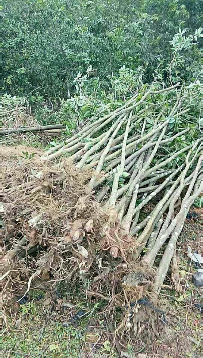 大量供应，米2，米3木荷