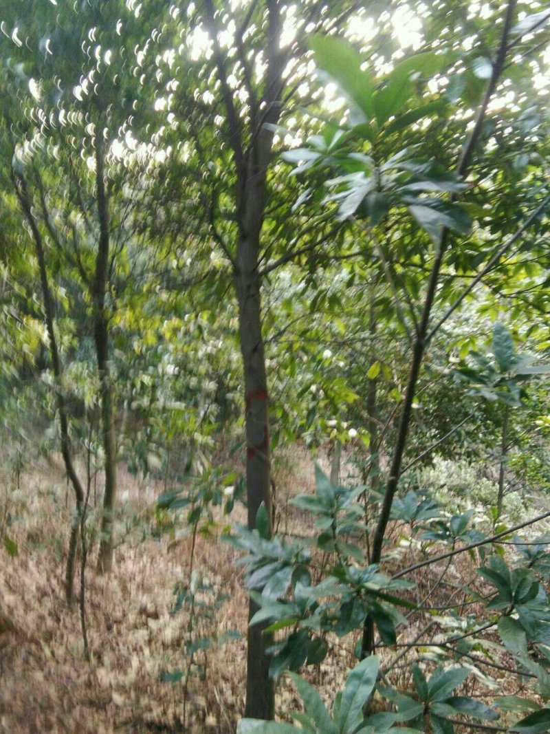大量供应，米2，米3木荷