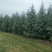 雪松树苗小苗庭院盆栽地栽绿化树苗，南北方种植四季常青
