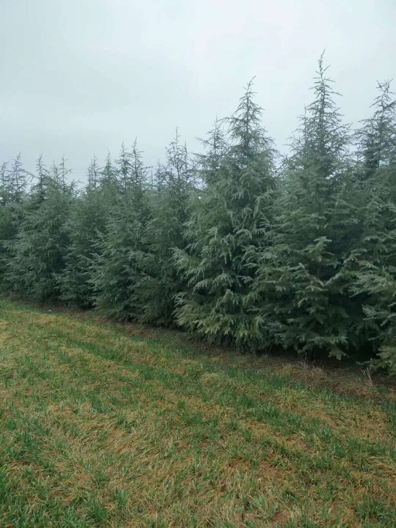 雪松树苗小苗庭院盆栽地栽绿化树苗，南北方种植四季常青