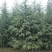 雪松树苗小苗庭院盆栽地栽绿化树苗，南北方种植四季常青