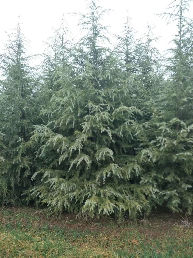 雪松树苗小苗庭院盆栽地栽绿化树苗，南北方种植四季常青
