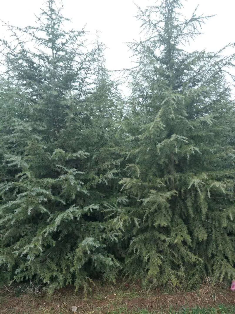 雪松树苗小苗庭院盆栽地栽绿化树苗，南北方种植四季常青