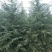 雪松树苗小苗庭院盆栽地栽绿化树苗，南北方种植四季常青