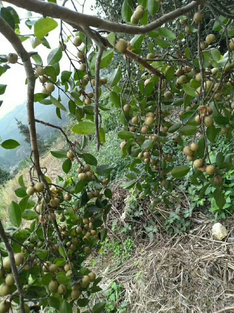 茶油