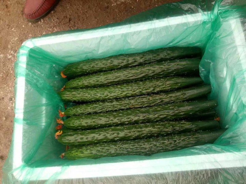 【包邮】乾德456强雌油亮春秋茬口栽培黄瓜
