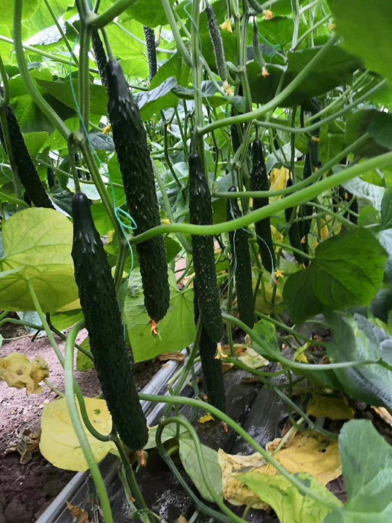 【包邮】乾德456强雌油亮春秋茬口栽培黄瓜