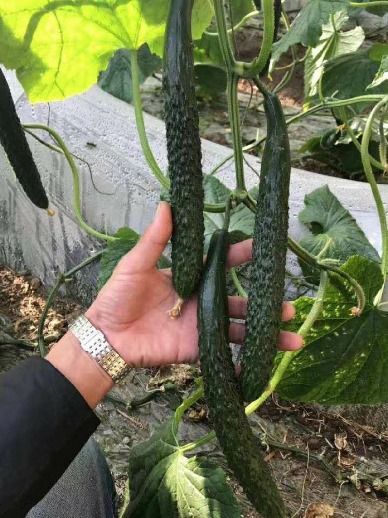 【包邮】乾德456强雌油亮春秋茬口栽培黄瓜