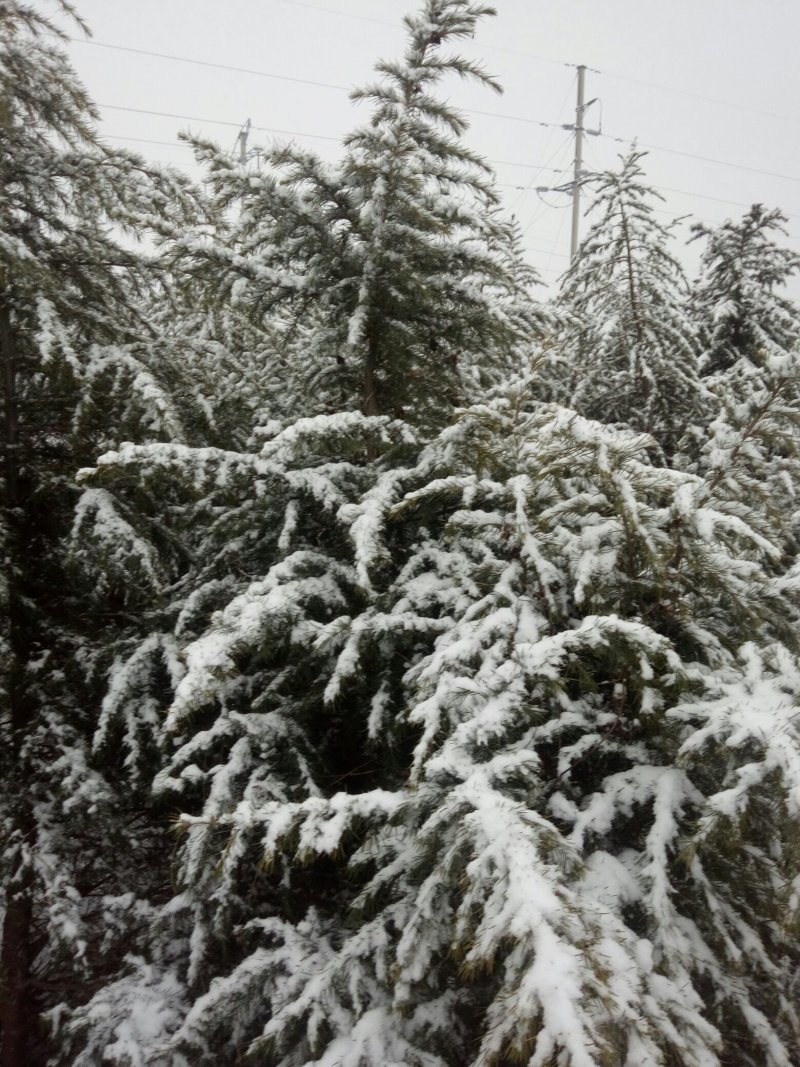 雪松