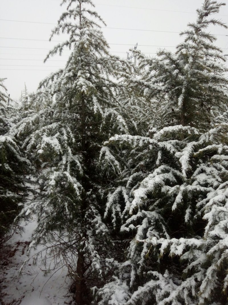 雪松
