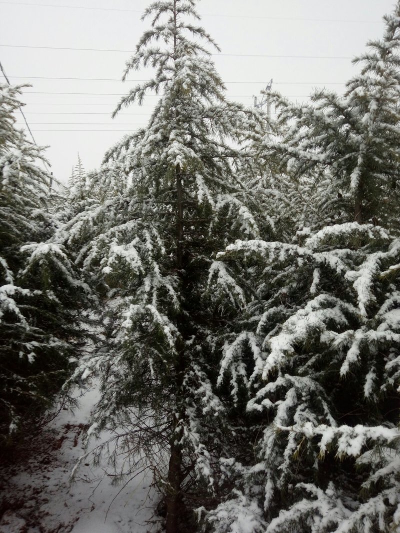 雪松