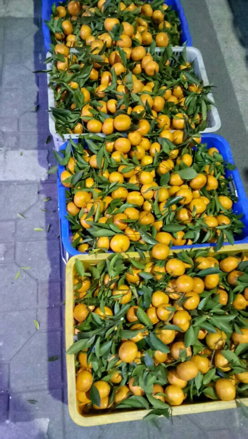 年桔，龙门无公害特色食品，叶子及果球超多