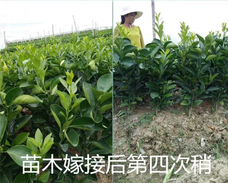 江西赣州赣南脐橙苗纽荷尔脐橙苗卡拉卡拉红肉脐橙苗