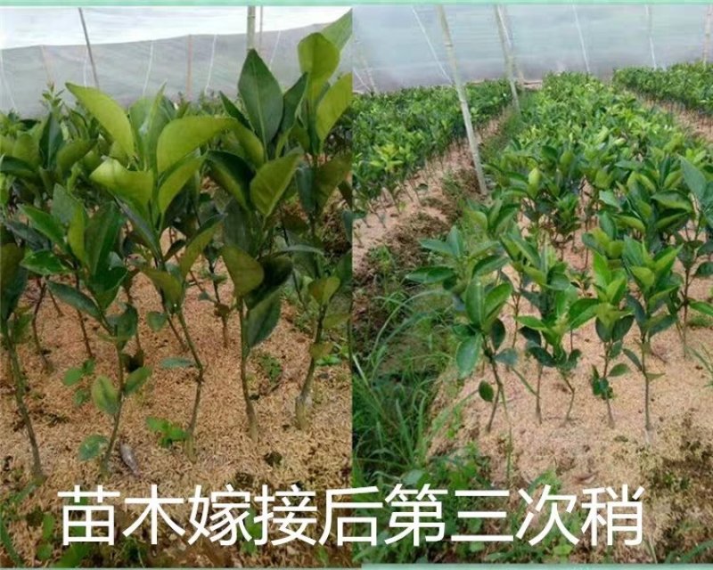 江西赣州赣南脐橙苗纽荷尔脐橙苗卡拉卡拉红肉脐橙苗