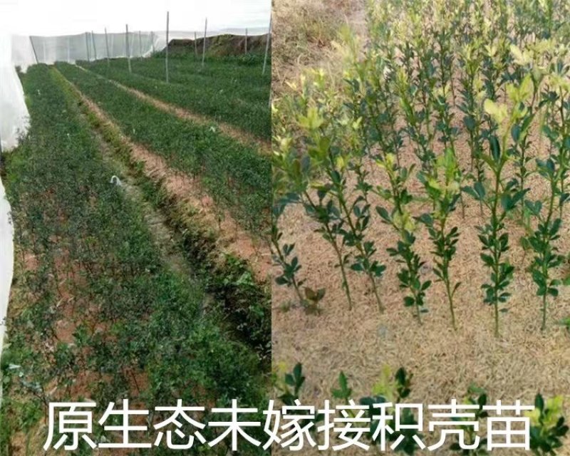 江西赣州赣南脐橙苗纽荷尔脐橙苗卡拉卡拉红肉脐橙苗