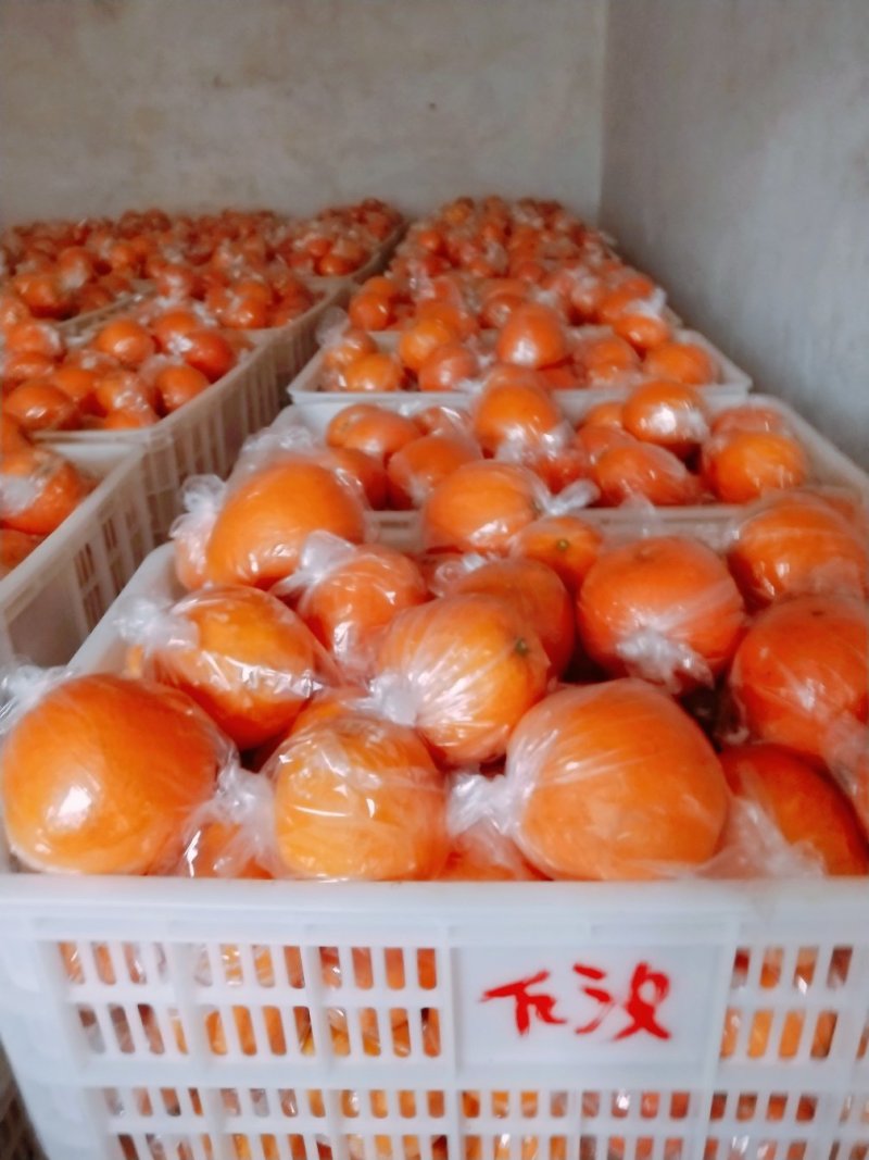 湖南湘西数万亩纽何尔产地直供，对接商超，电商，水果市场