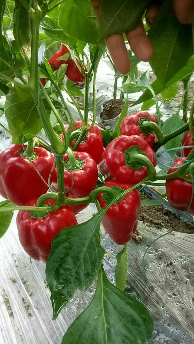 【包邮】火麒麟红色圆椒方椒皮厚硬度高转色均匀