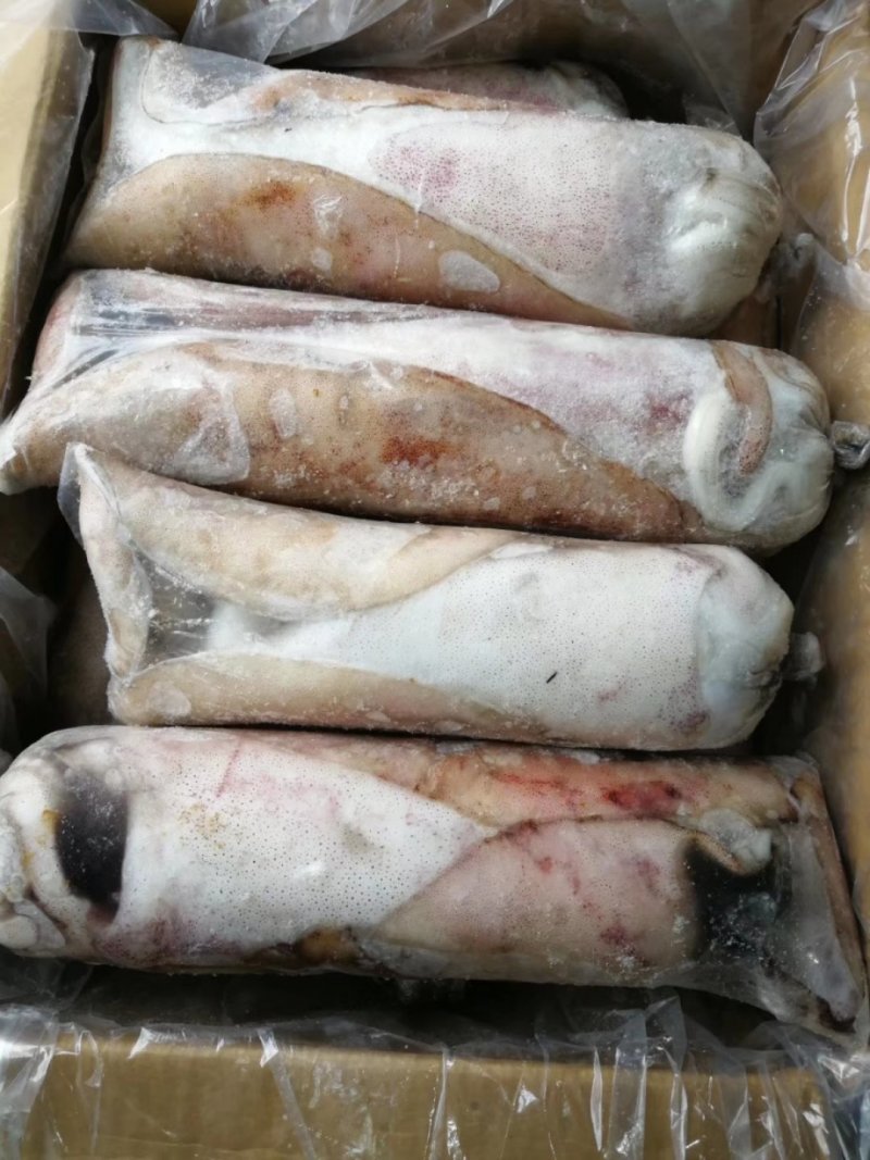 鱿鱼母