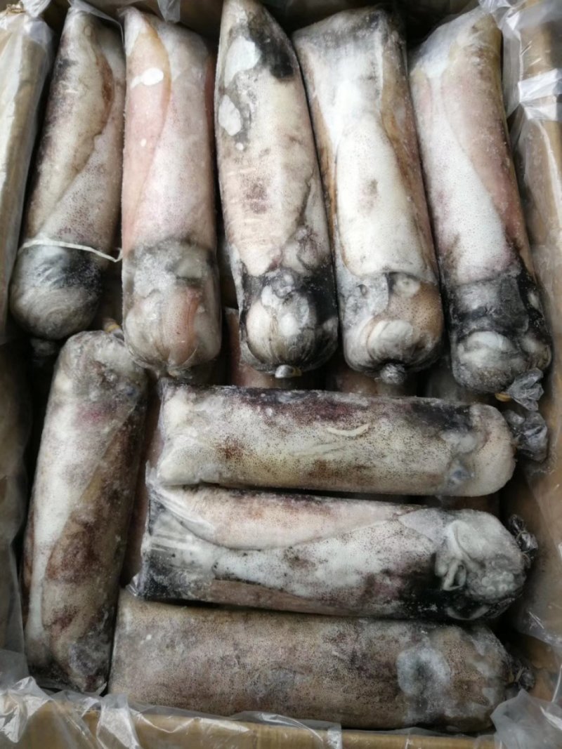 鱿鱼母