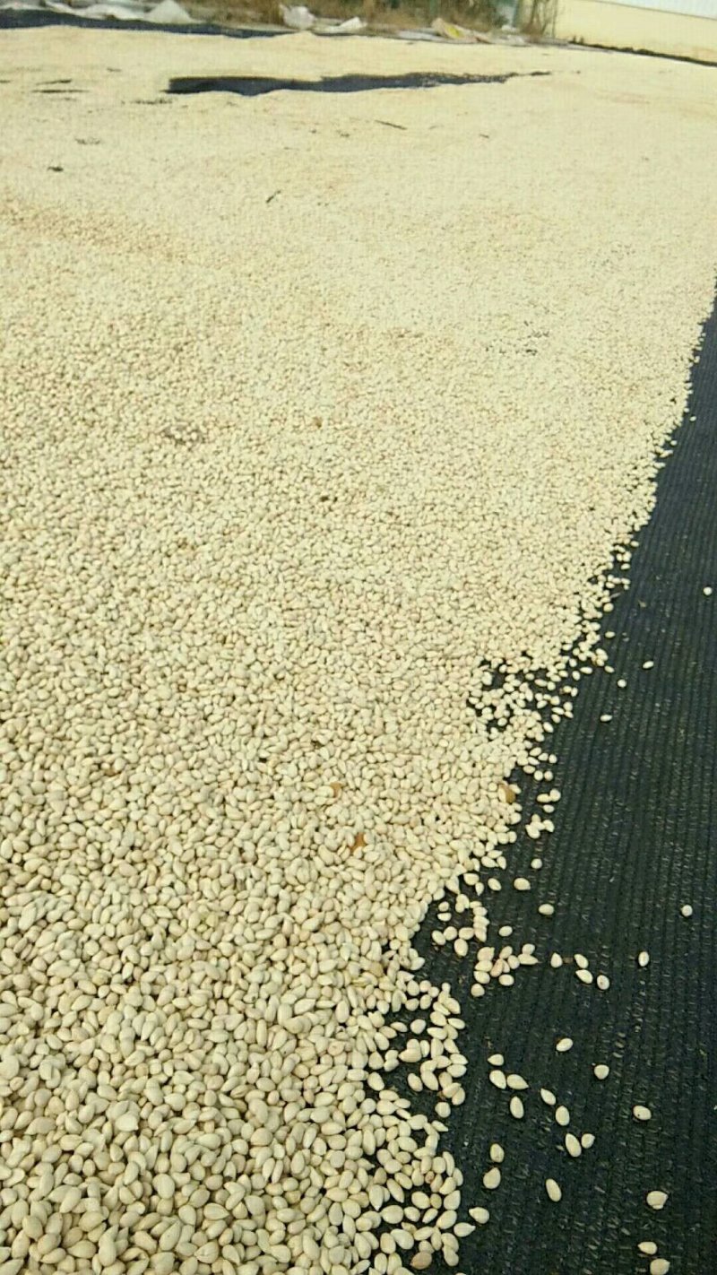 批发积壳种子药用枳壳量大价格便宜积壳苗根系发达