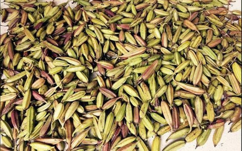 白芨种子白芨果夹一亩地6斤发芽率95%