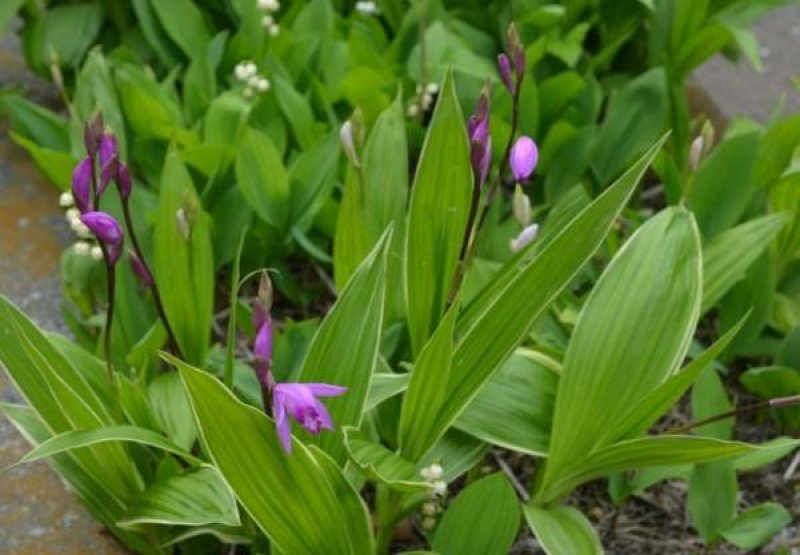 白芨种子白芨果夹一亩地6斤发芽率95%