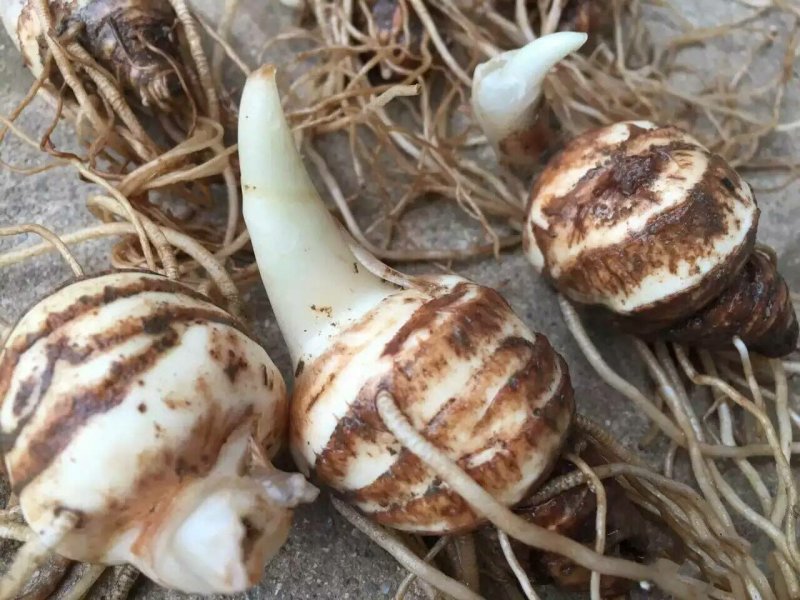 白芨种子白芨果夹一亩地6斤发芽率95%