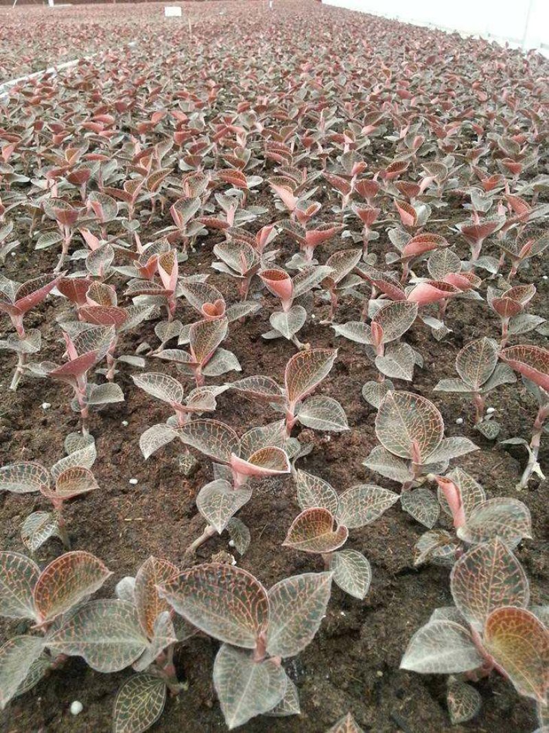金线莲种子