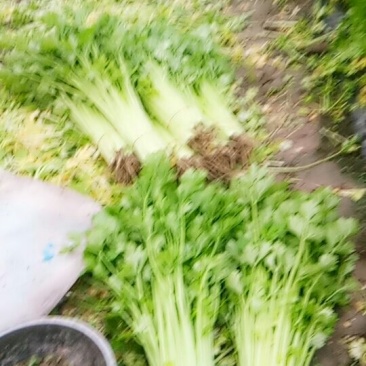 芹菜