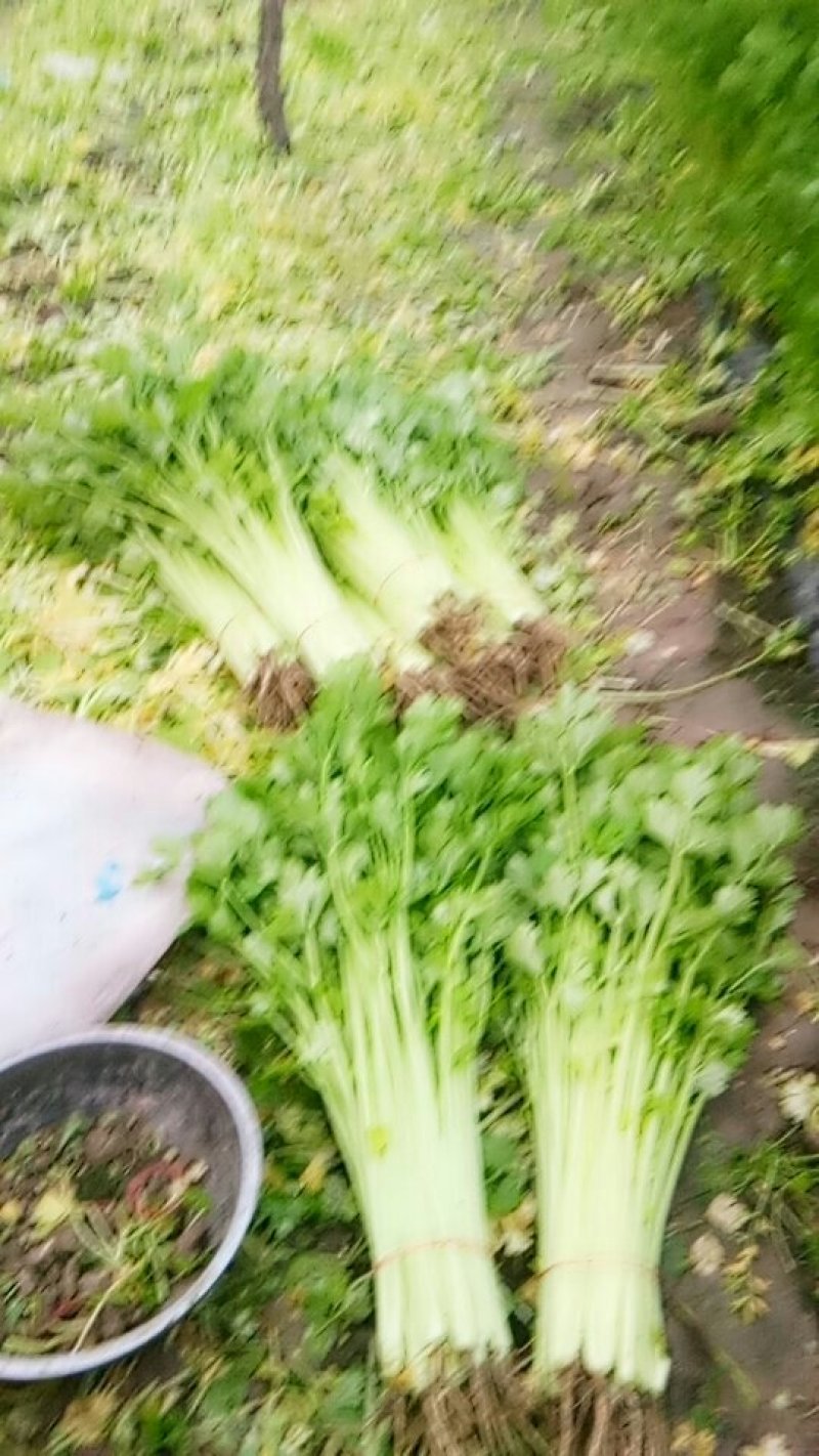 芹菜