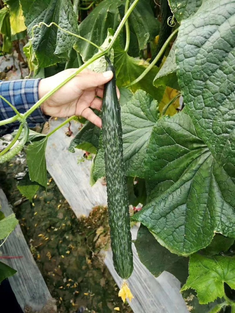强雌油亮密刺黄瓜种子乾德777把短条直