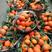 纽荷尔脐橙(超甜，对接批发市场，商超，电商，社团，外贸)