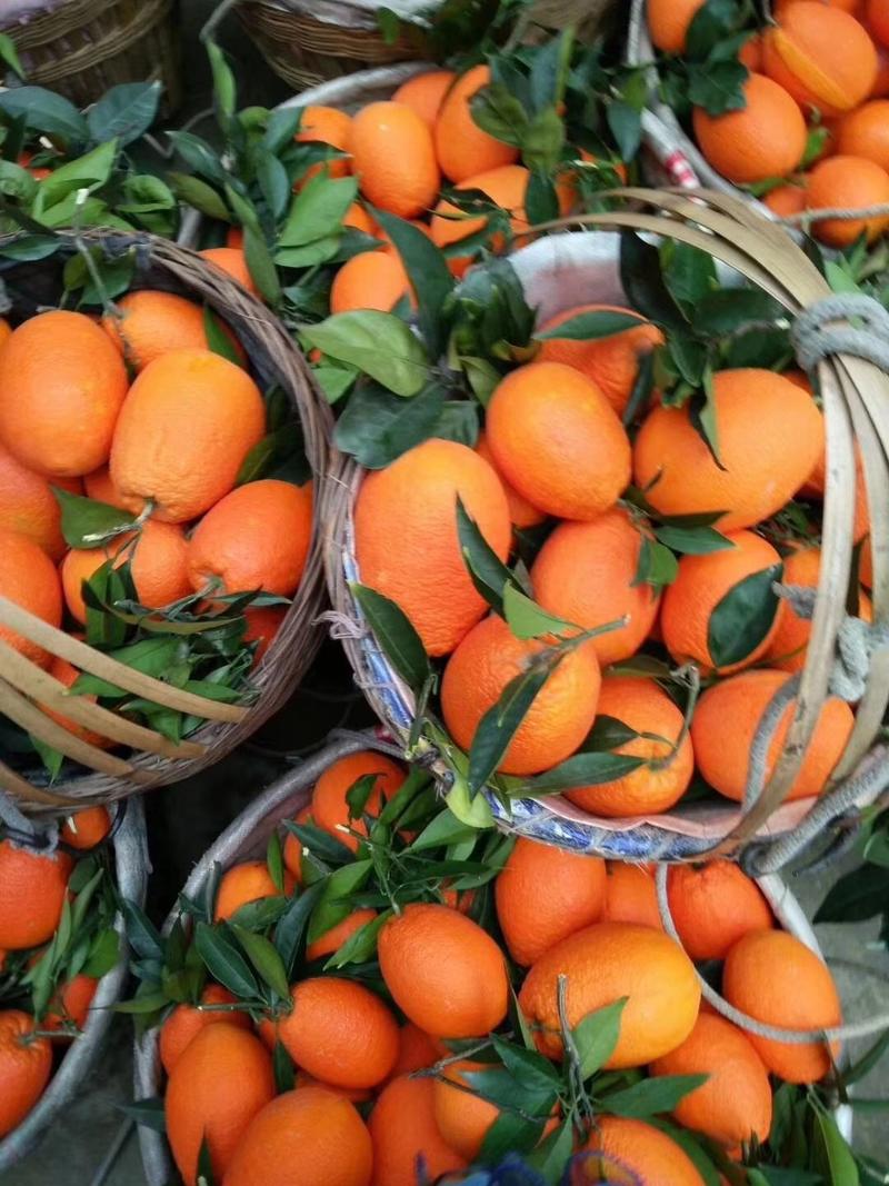 长虹脐橙口感纯甜，果型大。保质保量，产地一手货源