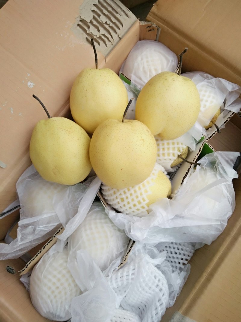 河北雪花梨正式上市了，储存发市场已经开始了
